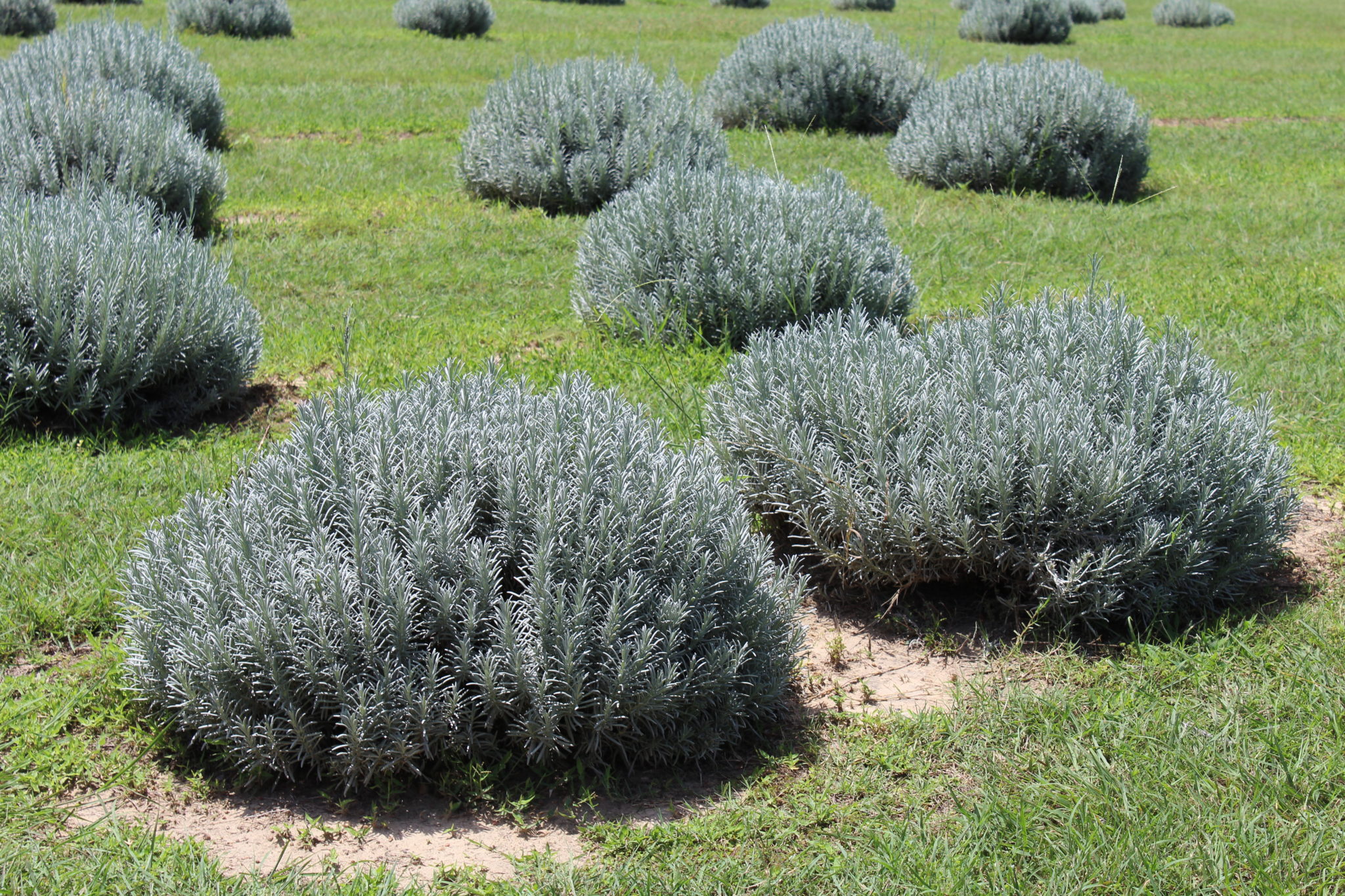 Chappell Lavender Farm