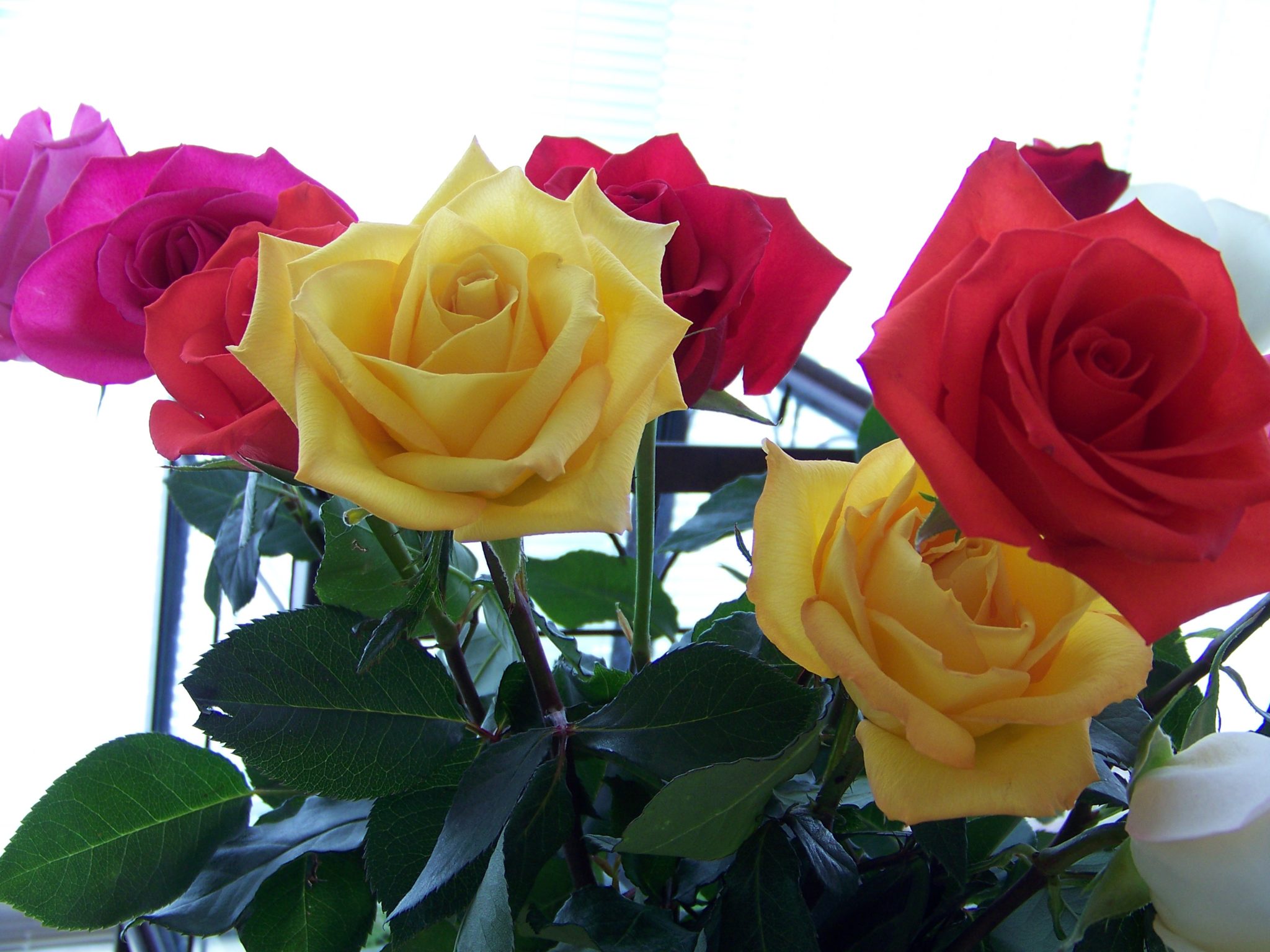 National Rose Day - Rose Color Meanings