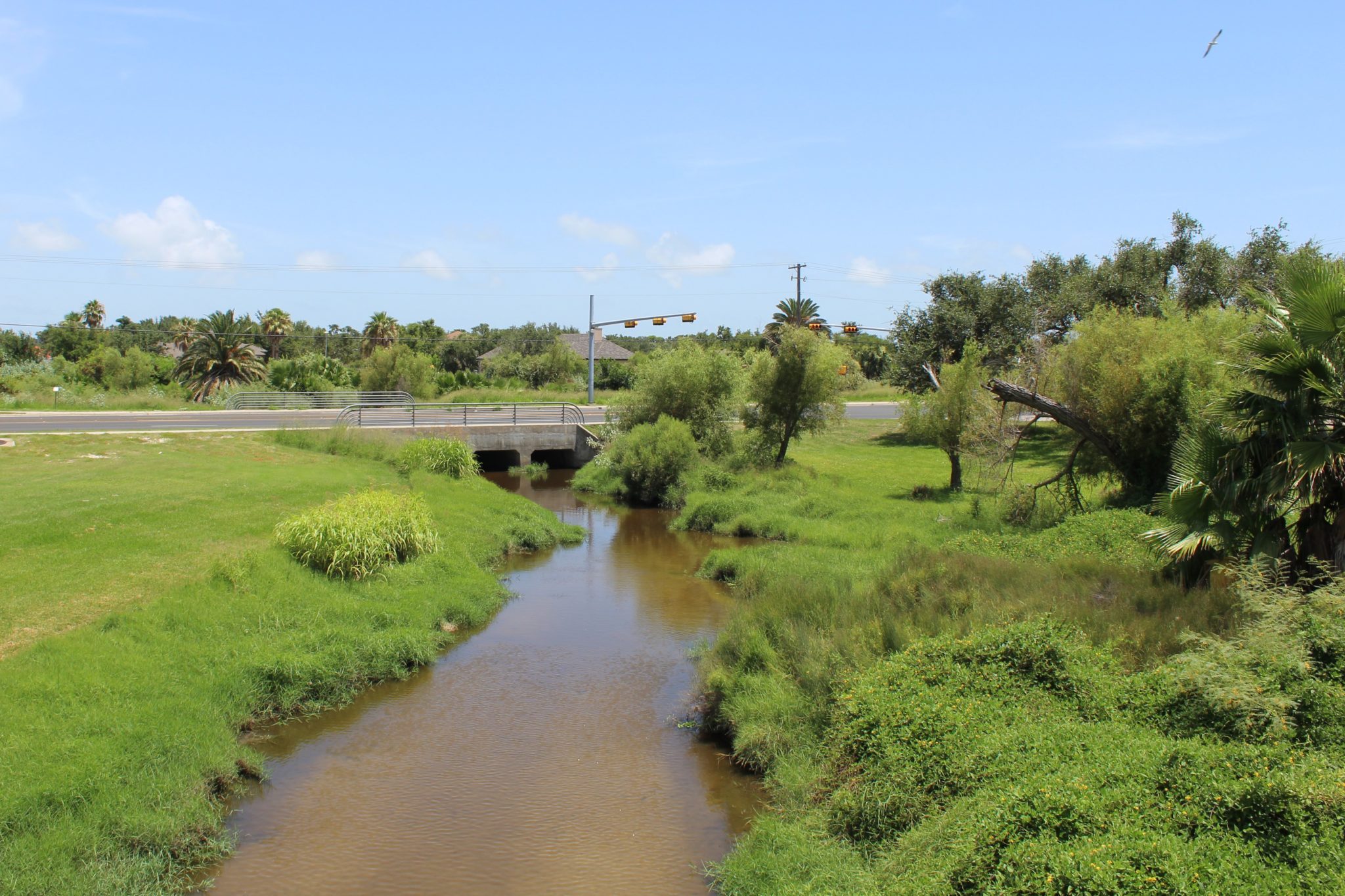 Texas Wetlands Bird Watching
